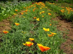 Carousel d'images - les jardins