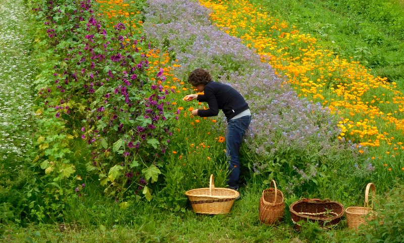 Marion en train de récolter des fleurs