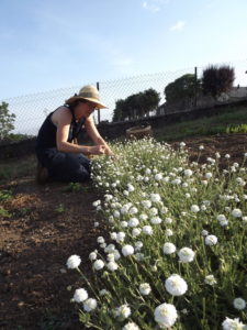 Marion cueillant des fleurs de Camomille