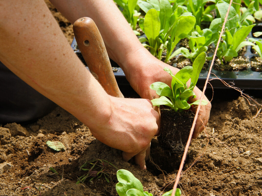 Repiquage de petits plants d'aromatiques