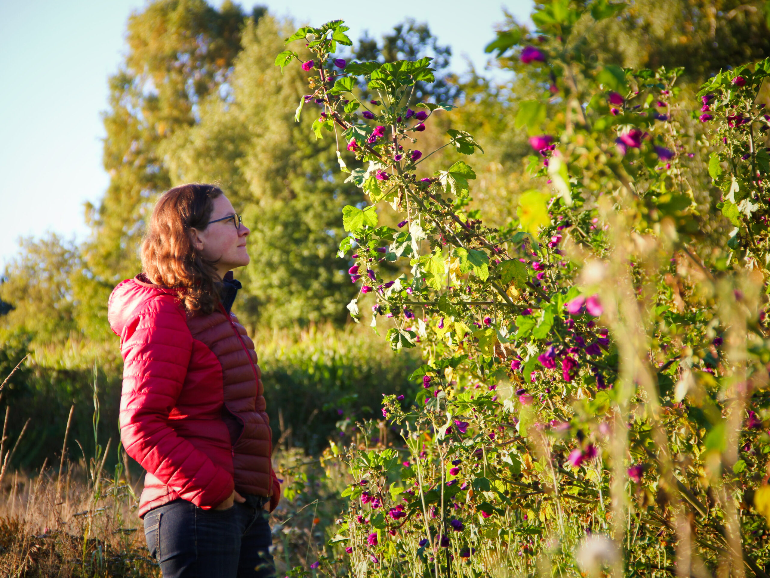 Marion regardant ses mauves à l'automne