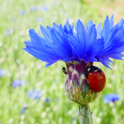 Une coccinelle sur une fleur de bleuet