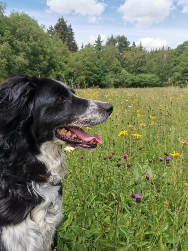 Le chien noir et blanc de Marion, paysanne herboriste, dans le jardin en fleurs