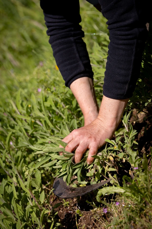 Paysanne herboriste de Contretemps qui coupe des plantes aromatiques et médicinales
