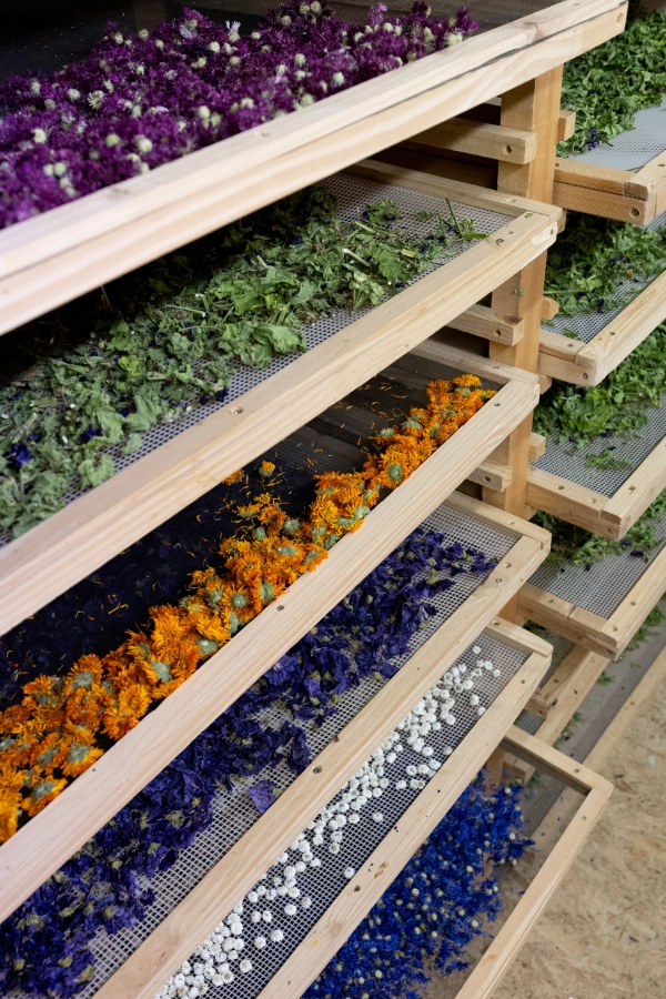Des fleurs et des plantes qui sèchent dans le séchoir de Contretemps