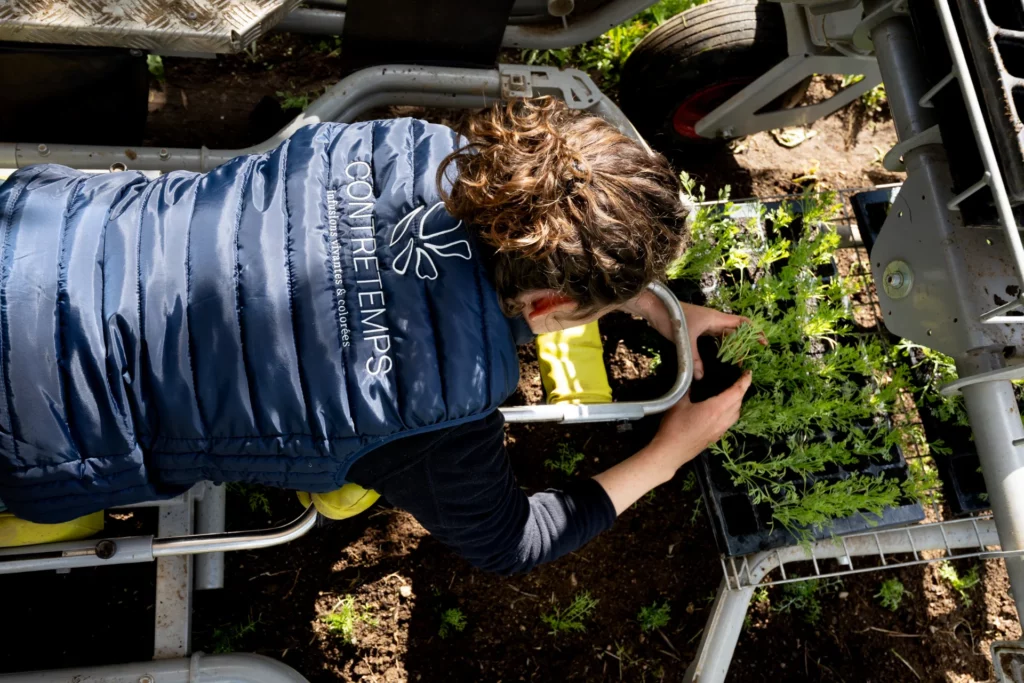 Paysanne herboriste en train de planter des jeunes plants dans le jardin bio Contretemps