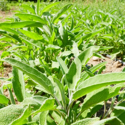 Des plantes aromatiques et médicinales bio dans les jardins de Contretemps