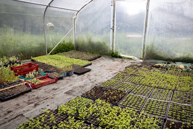 La serre de Contretemps, paysanne herboriste, avec les jeunes plants